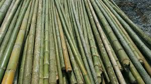 cọc tre công trình tại Đà Nẵng